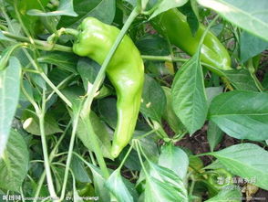 綠江南食品 產(chǎn)品特色、加盟優(yōu)勢(shì)與餐飲管理解析